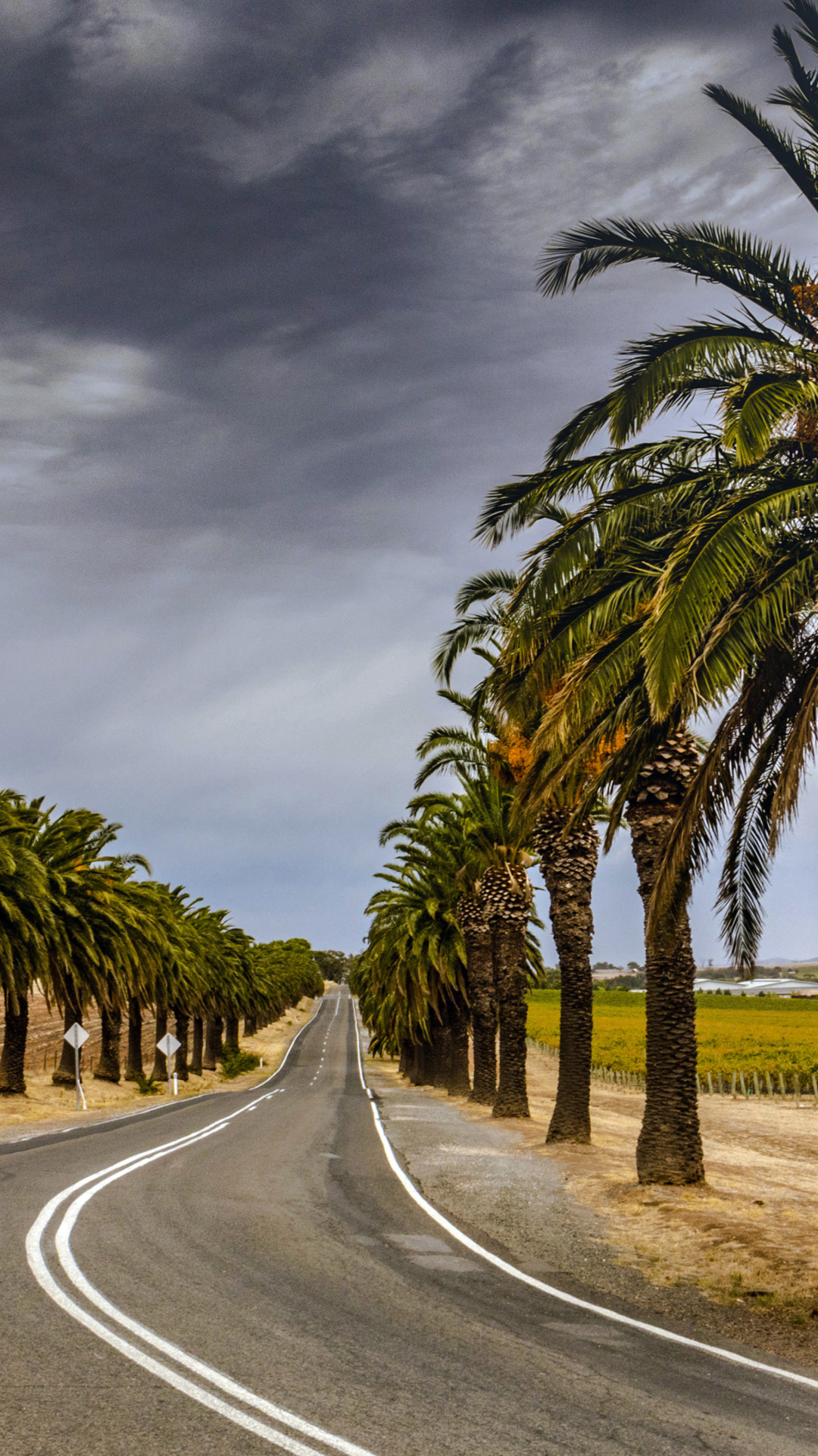 Sfondi Road with Palms 1080x1920
