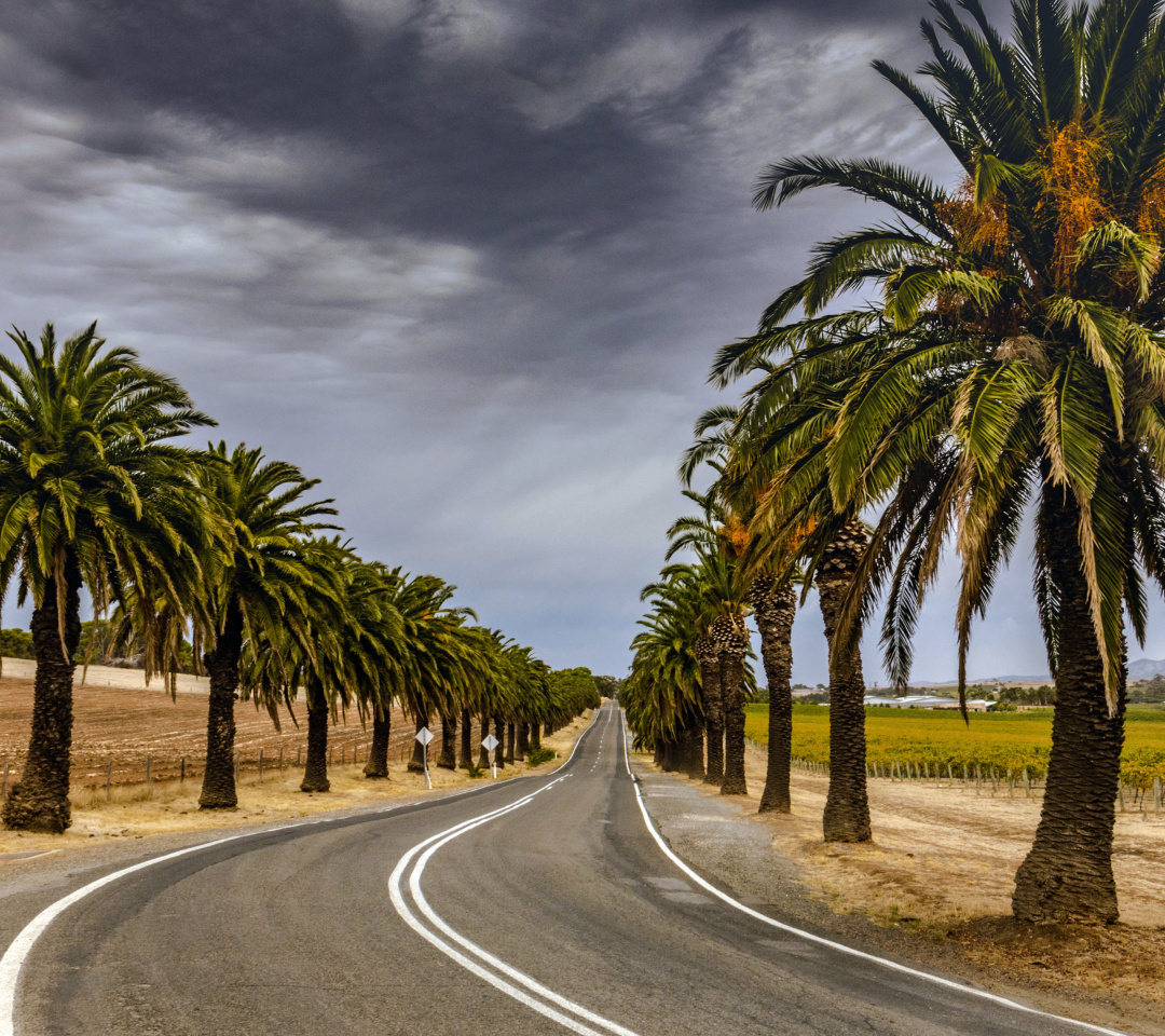 Das Road with Palms Wallpaper 1080x960