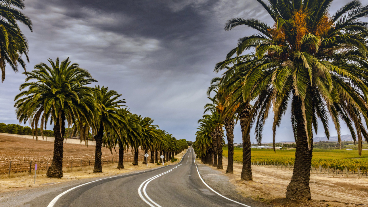 Fondo de pantalla Road with Palms 1280x720