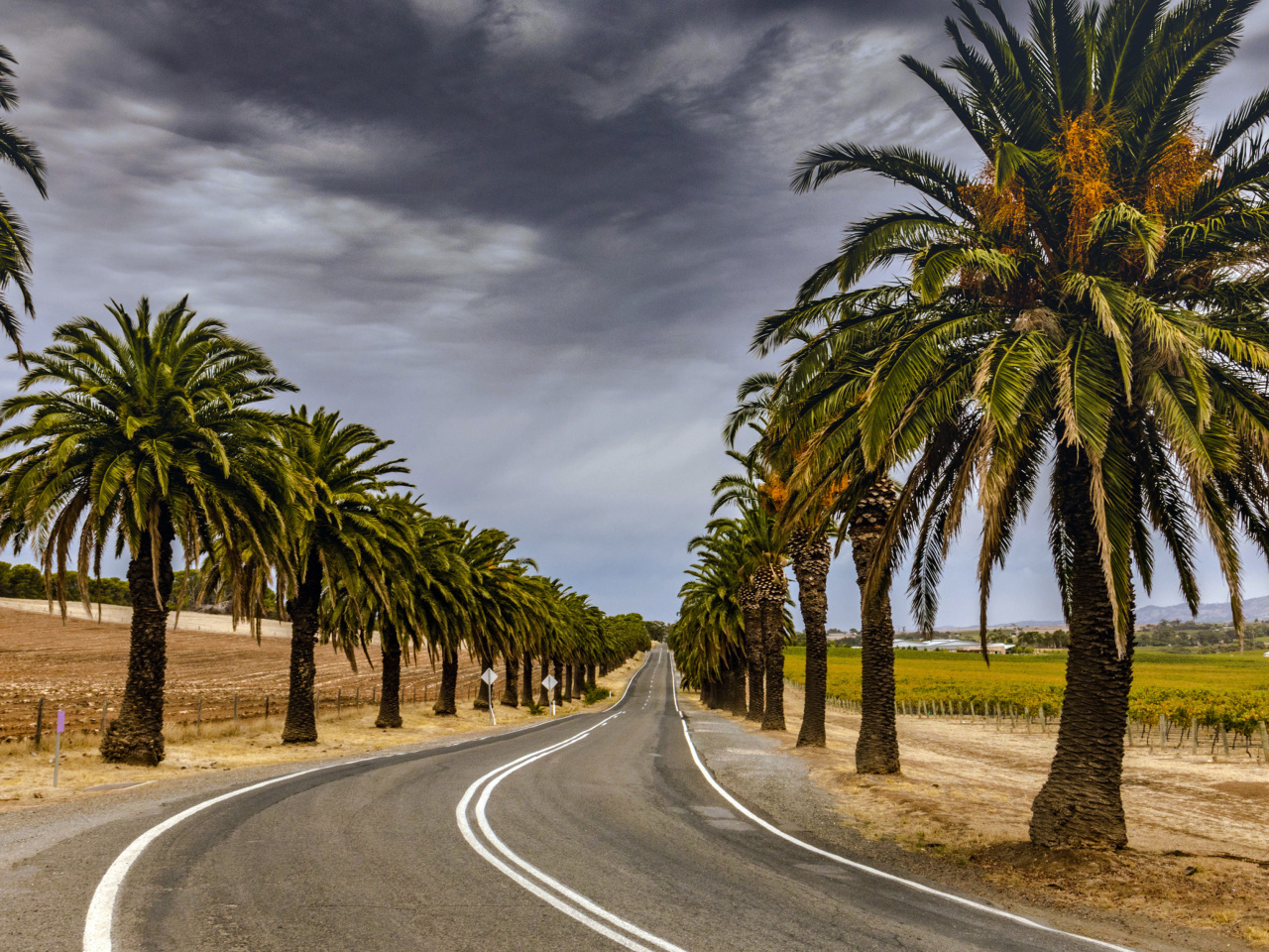 Обои Road with Palms 1280x960