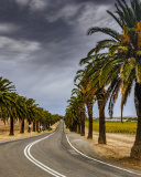 Обои Road with Palms 128x160