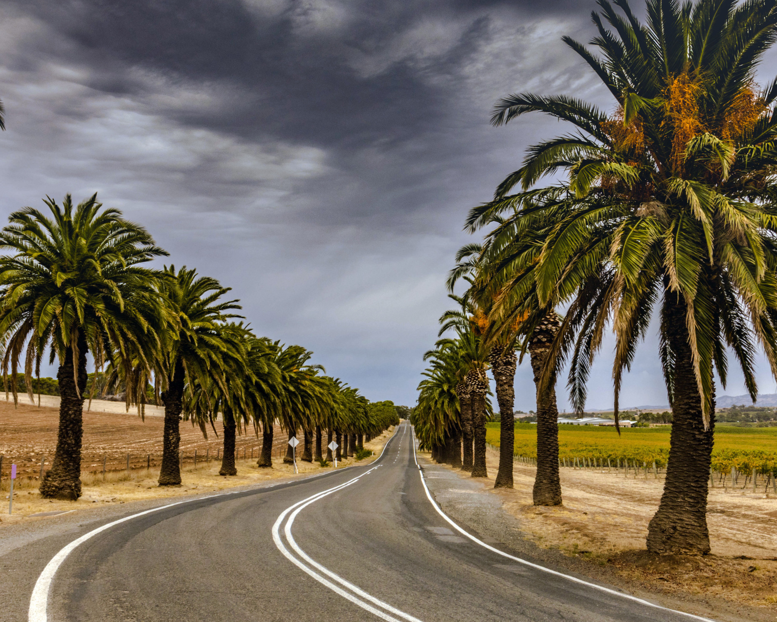 Road with Palms wallpaper 1600x1280