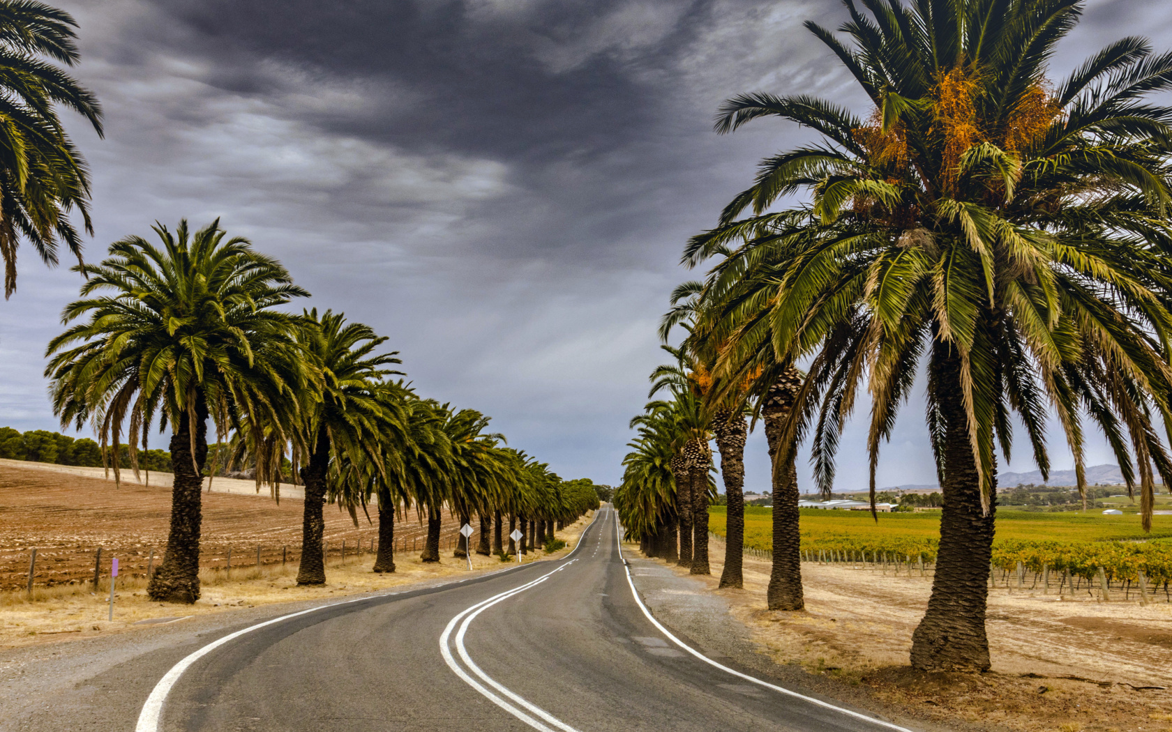 Fondo de pantalla Road with Palms 1680x1050