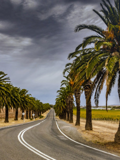 Road with Palms wallpaper 240x320