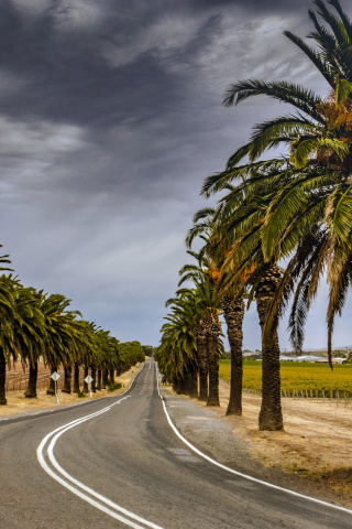 Fondo de pantalla Road with Palms 320x480