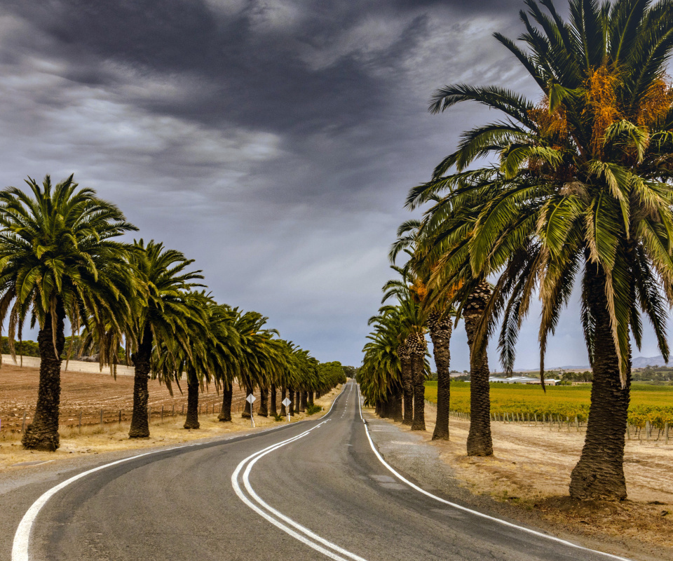 Das Road with Palms Wallpaper 960x800