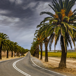 Kostenloses Road with Palms Wallpaper für iPad