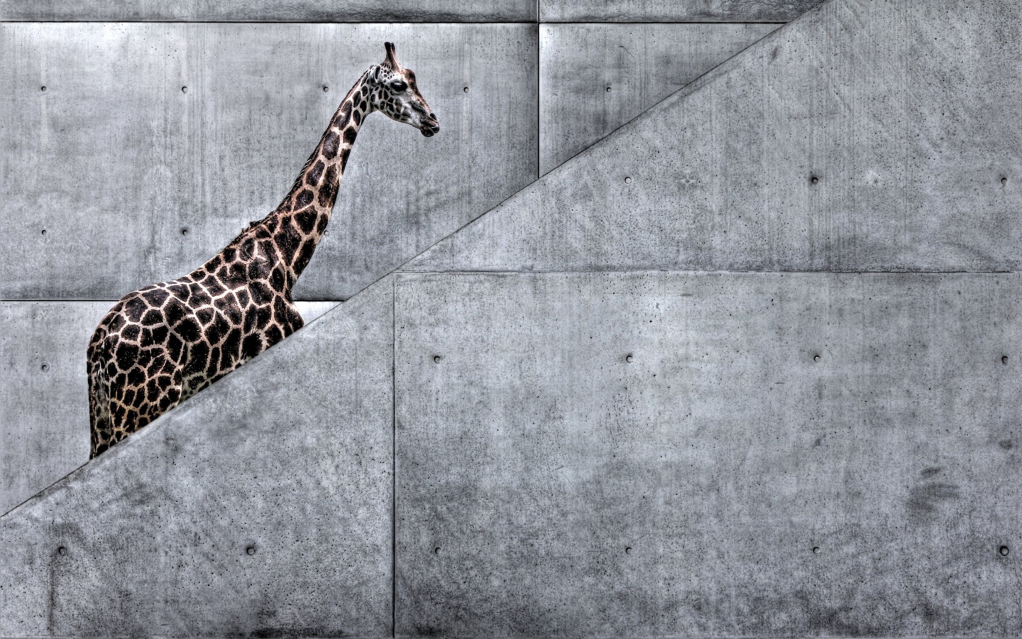 Giraffe Geometry wallpaper 1440x900