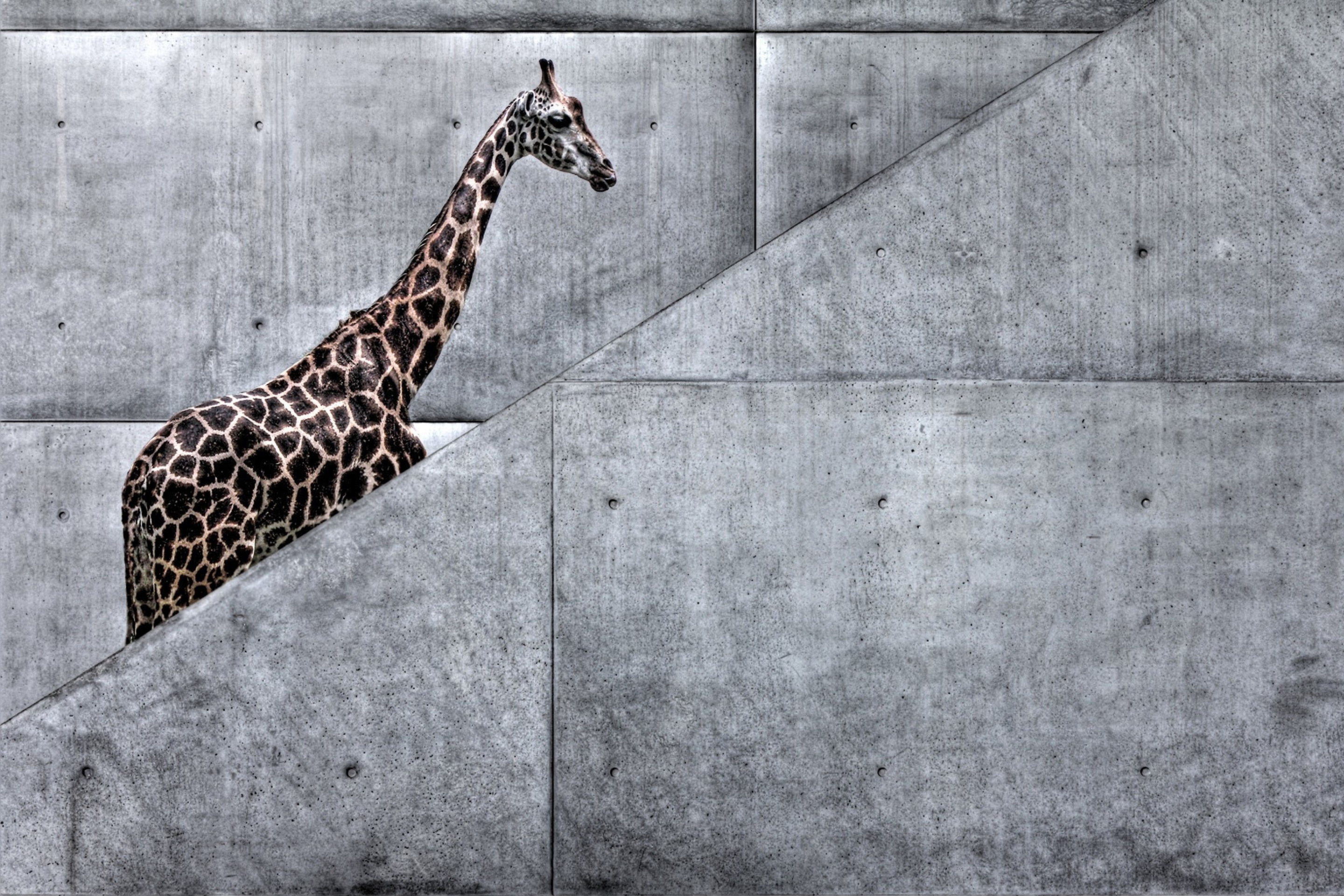 Screenshot №1 pro téma Giraffe Geometry 2880x1920