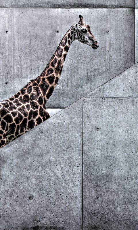 Das Giraffe Geometry Wallpaper 480x800