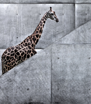 Giraffe Geometry - Obrázkek zdarma pro 240x320