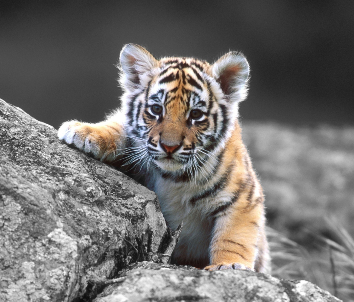 Screenshot №1 pro téma Cute Tiger Cub 1200x1024