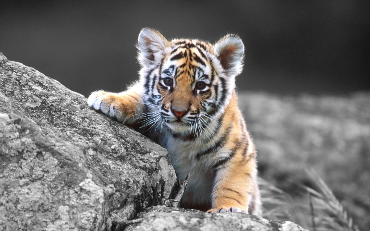 Screenshot №1 pro téma Cute Tiger Cub 1280x800