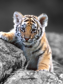 Screenshot №1 pro téma Cute Tiger Cub 240x320