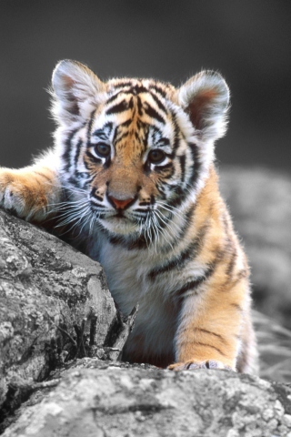 Fondo de pantalla Cute Tiger Cub 320x480
