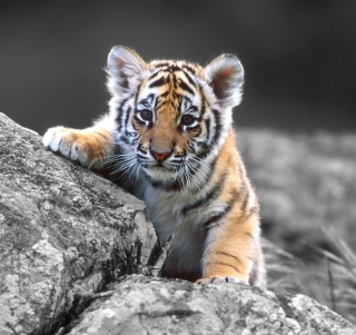 Cute Tiger Cub papel de parede para celular para iPad mini