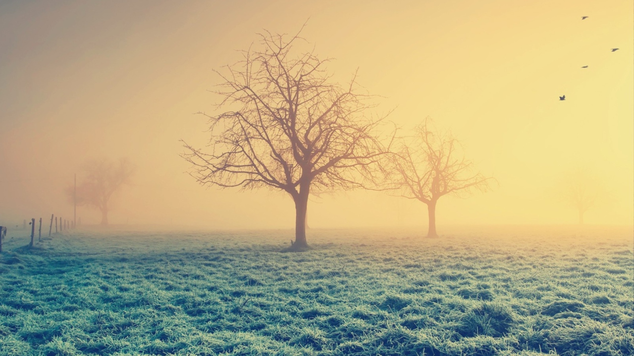 Screenshot №1 pro téma Misty Morning And Trees 1280x720