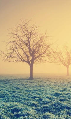 Screenshot №1 pro téma Misty Morning And Trees 240x400
