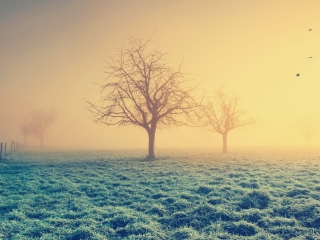 Fondo de pantalla Misty Morning And Trees 320x240