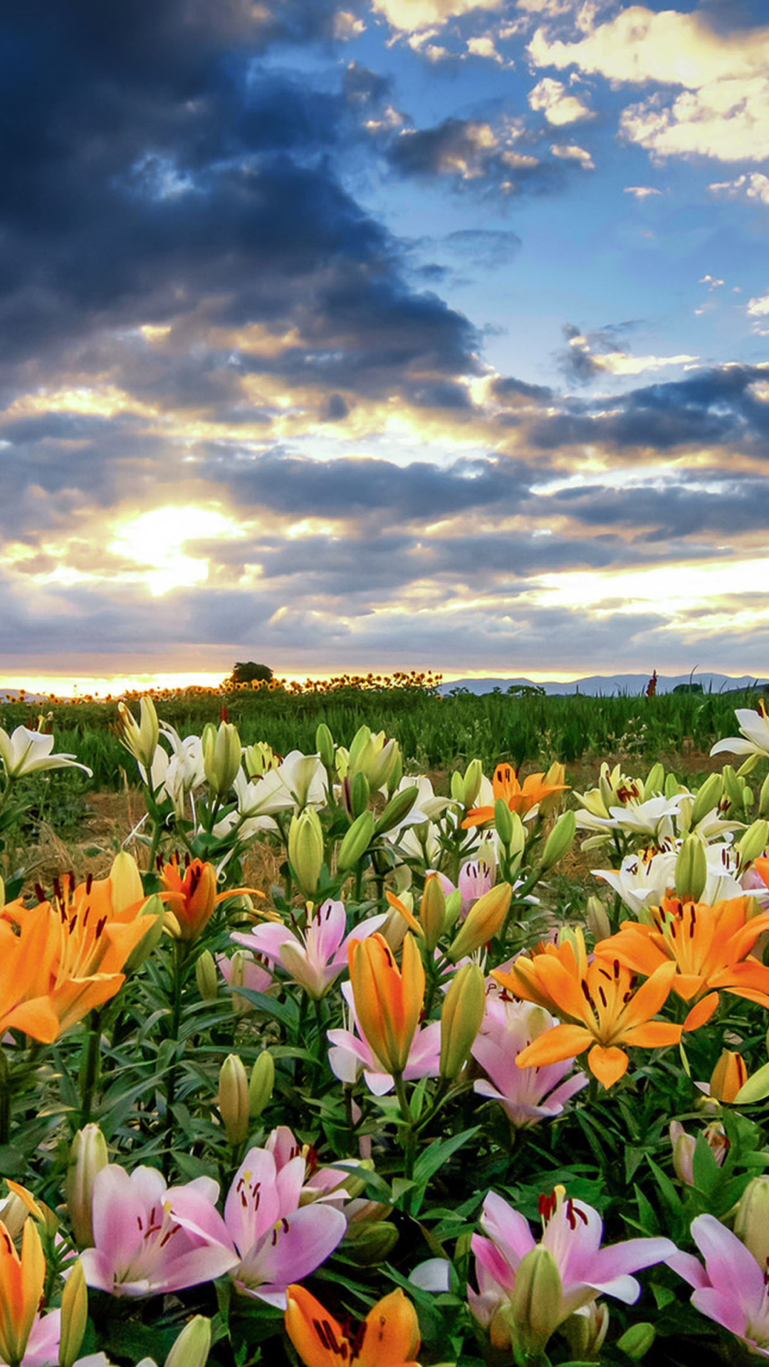 Lily field wallpaper 1080x1920