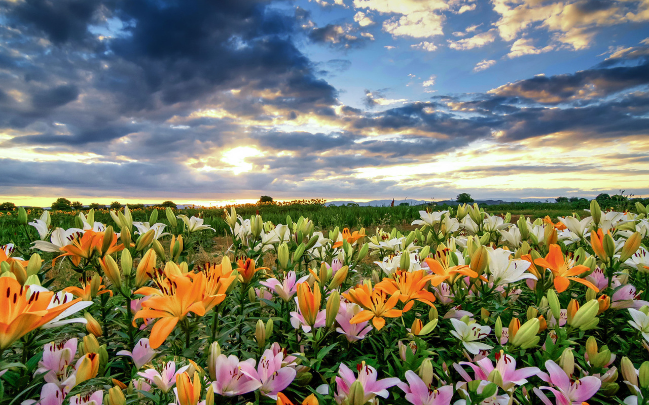 Обои Lily field 1280x800