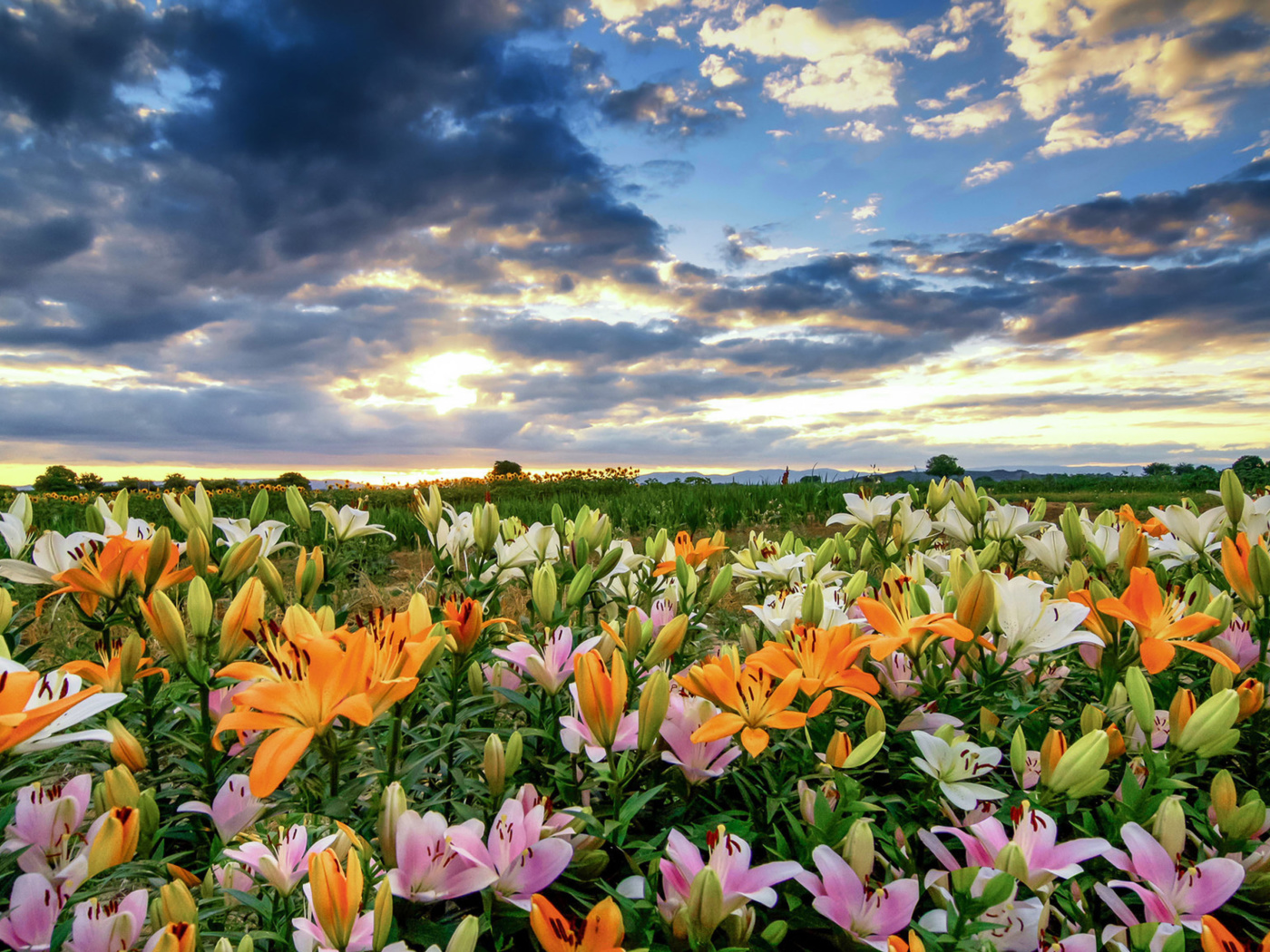 Sfondi Lily field 1400x1050