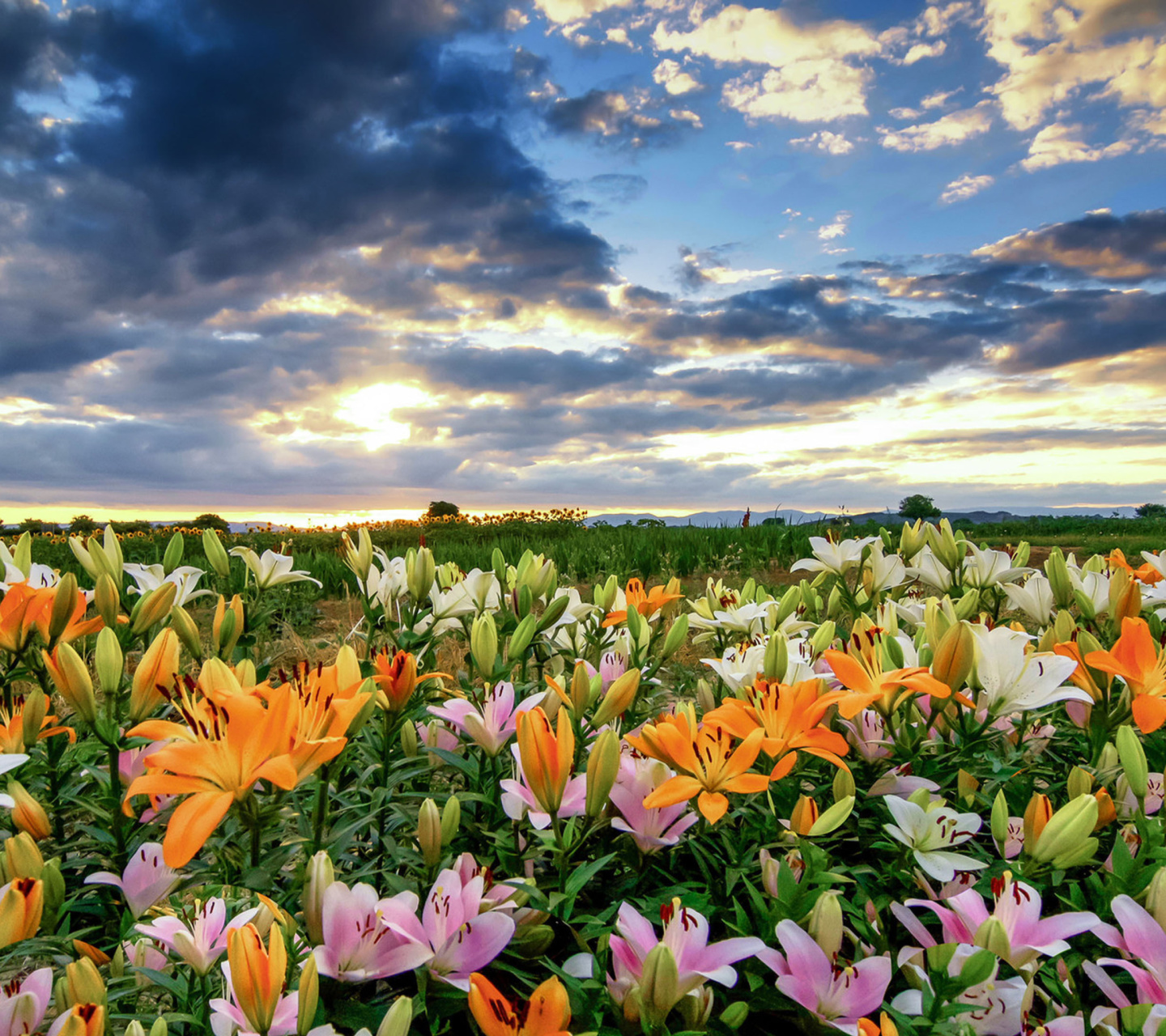 Sfondi Lily field 1440x1280