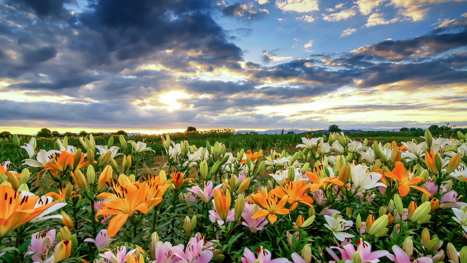 Lily field wallpaper 1600x900