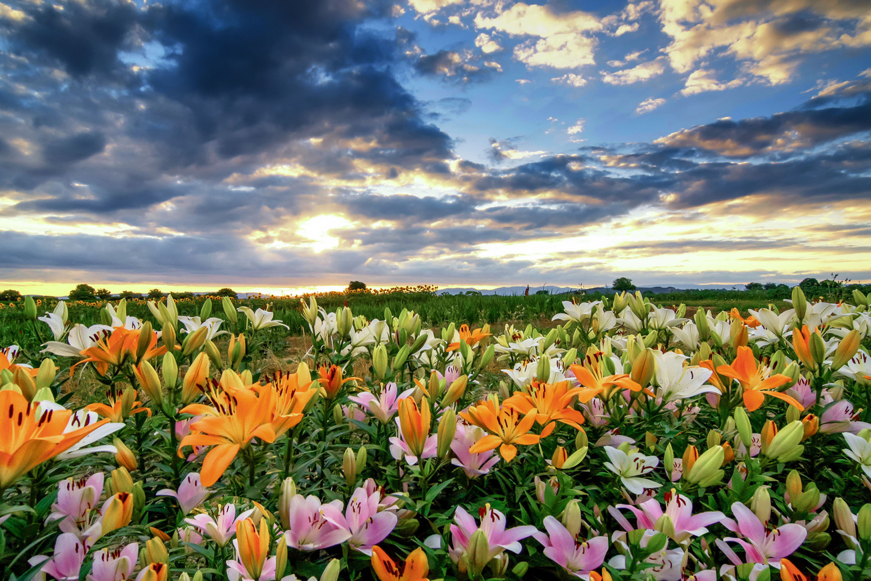 Lily field wallpaper 2880x1920