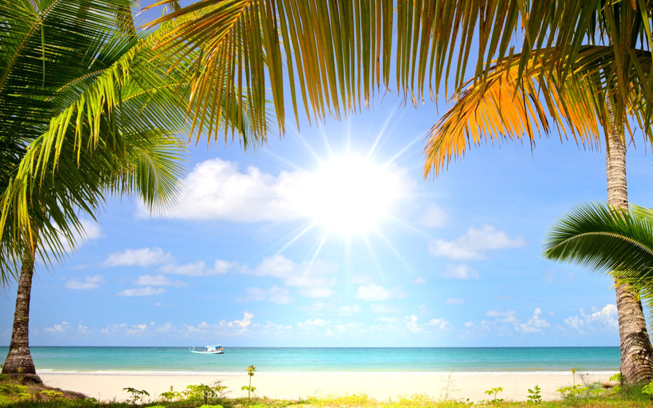 Sfondi Summer Beach with Palms HD 1280x800