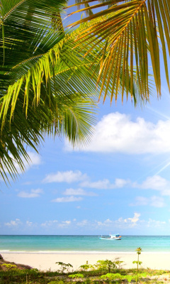 Das Summer Beach with Palms HD Wallpaper 240x400