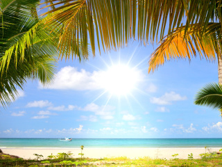 Das Summer Beach with Palms HD Wallpaper 320x240