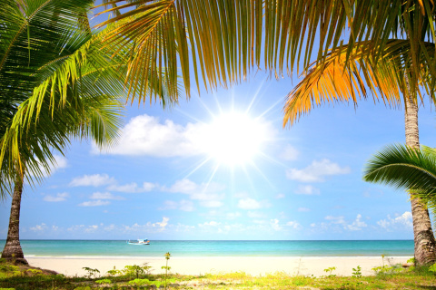 Fondo de pantalla Summer Beach with Palms HD 480x320
