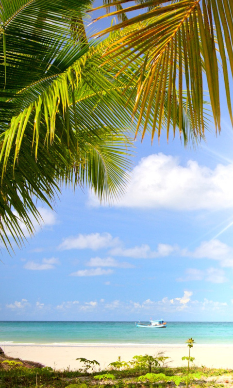 Обои Summer Beach with Palms HD 480x800