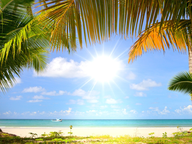 Обои Summer Beach with Palms HD 640x480