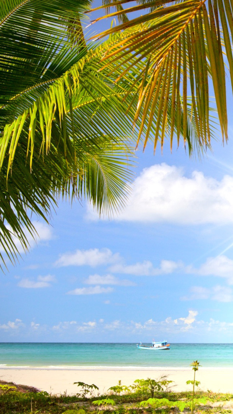 Das Summer Beach with Palms HD Wallpaper 750x1334