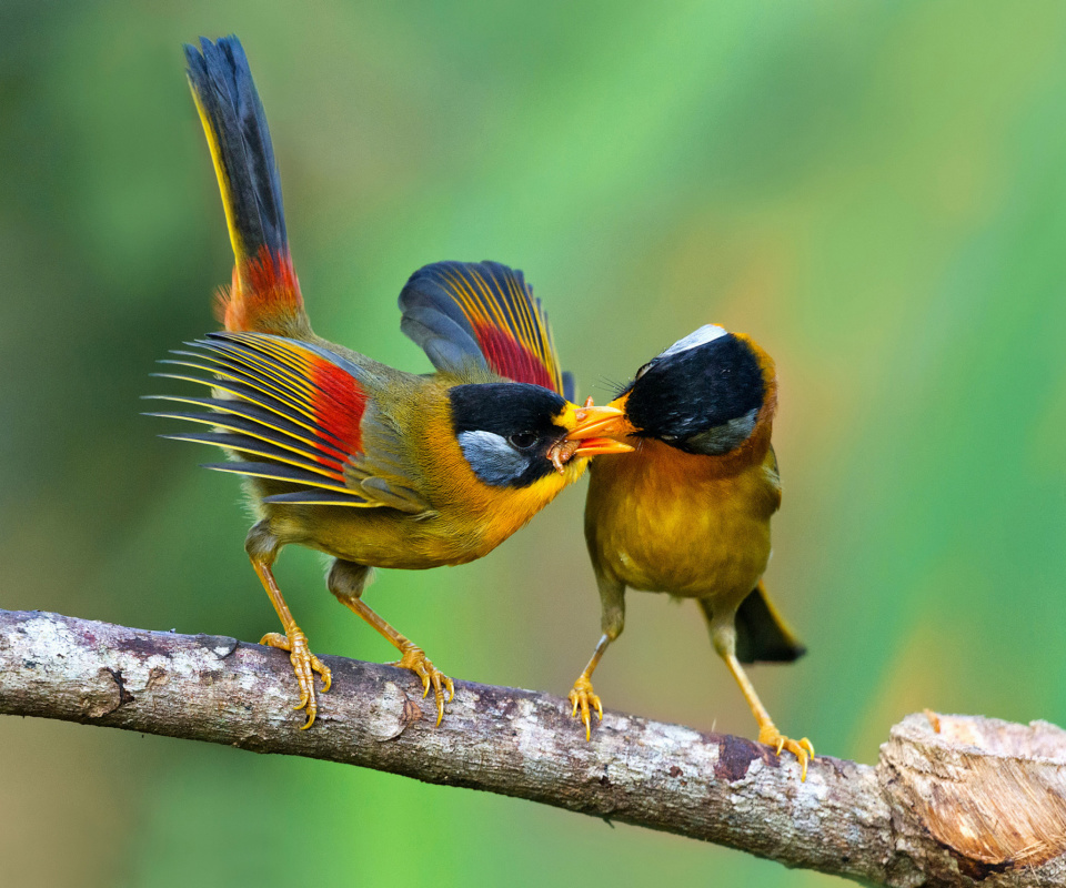 Silver eared mesia wallpaper 960x800