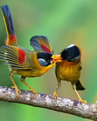 Silver eared mesia - Obrázkek zdarma pro 750x1334