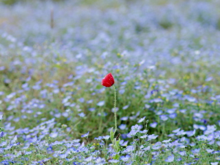 Single Poppy screenshot #1 320x240