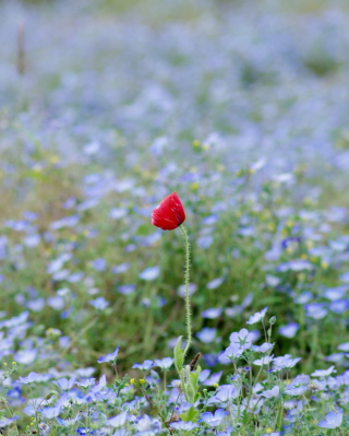 Single Poppy - Obrázkek zdarma pro 320x480