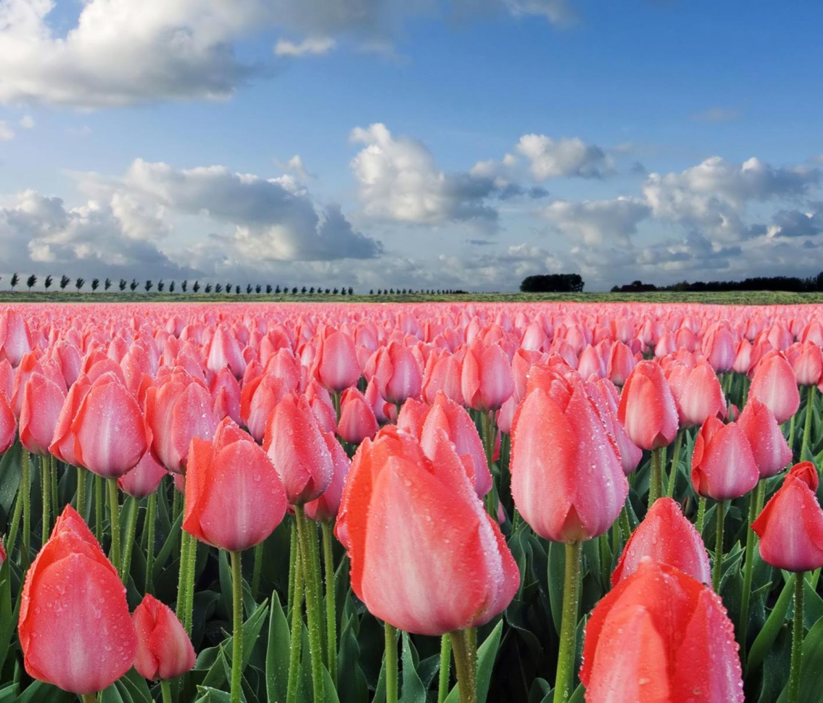Обои Field Of Tulips 1200x1024