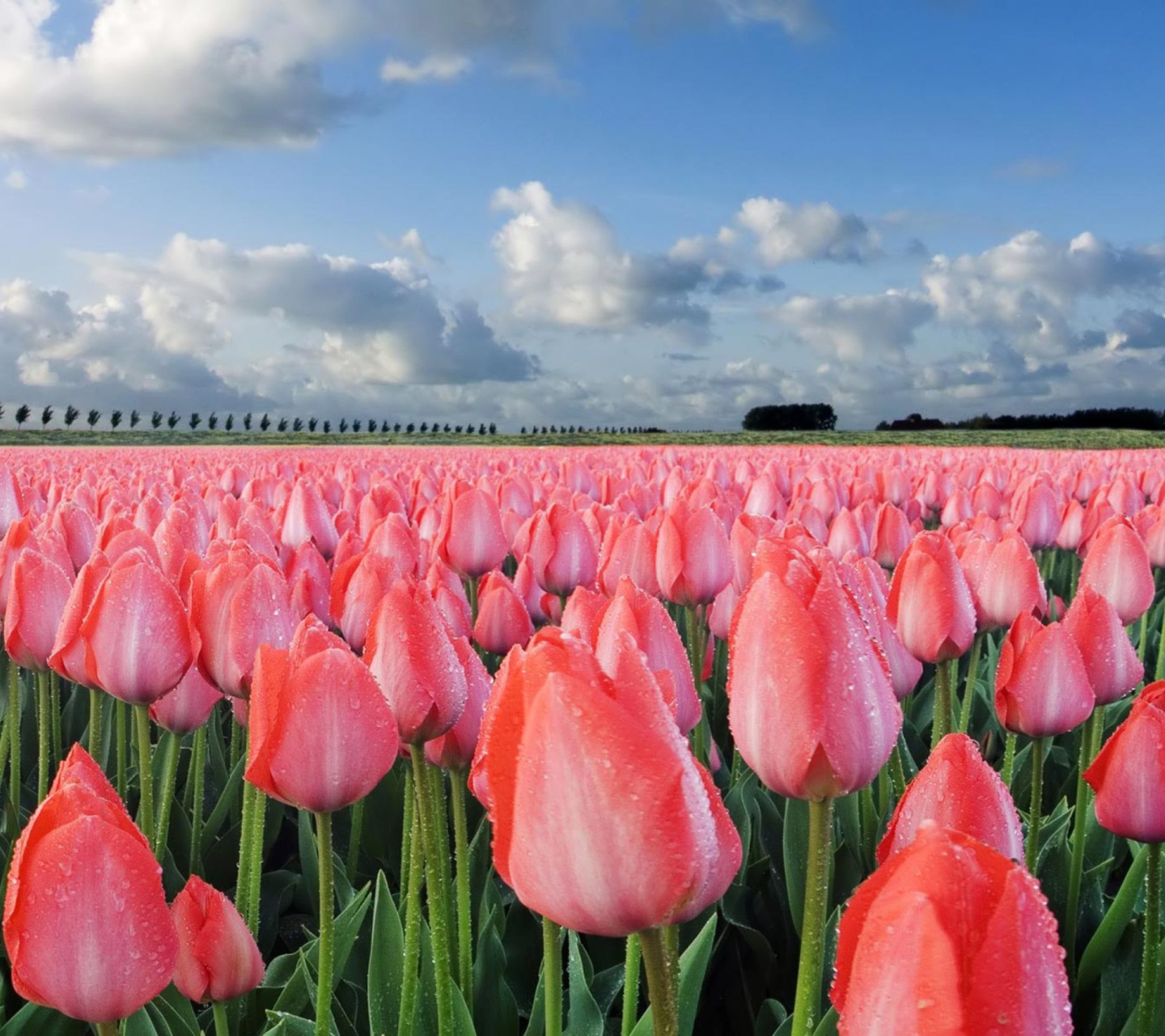 Screenshot №1 pro téma Field Of Tulips 1440x1280