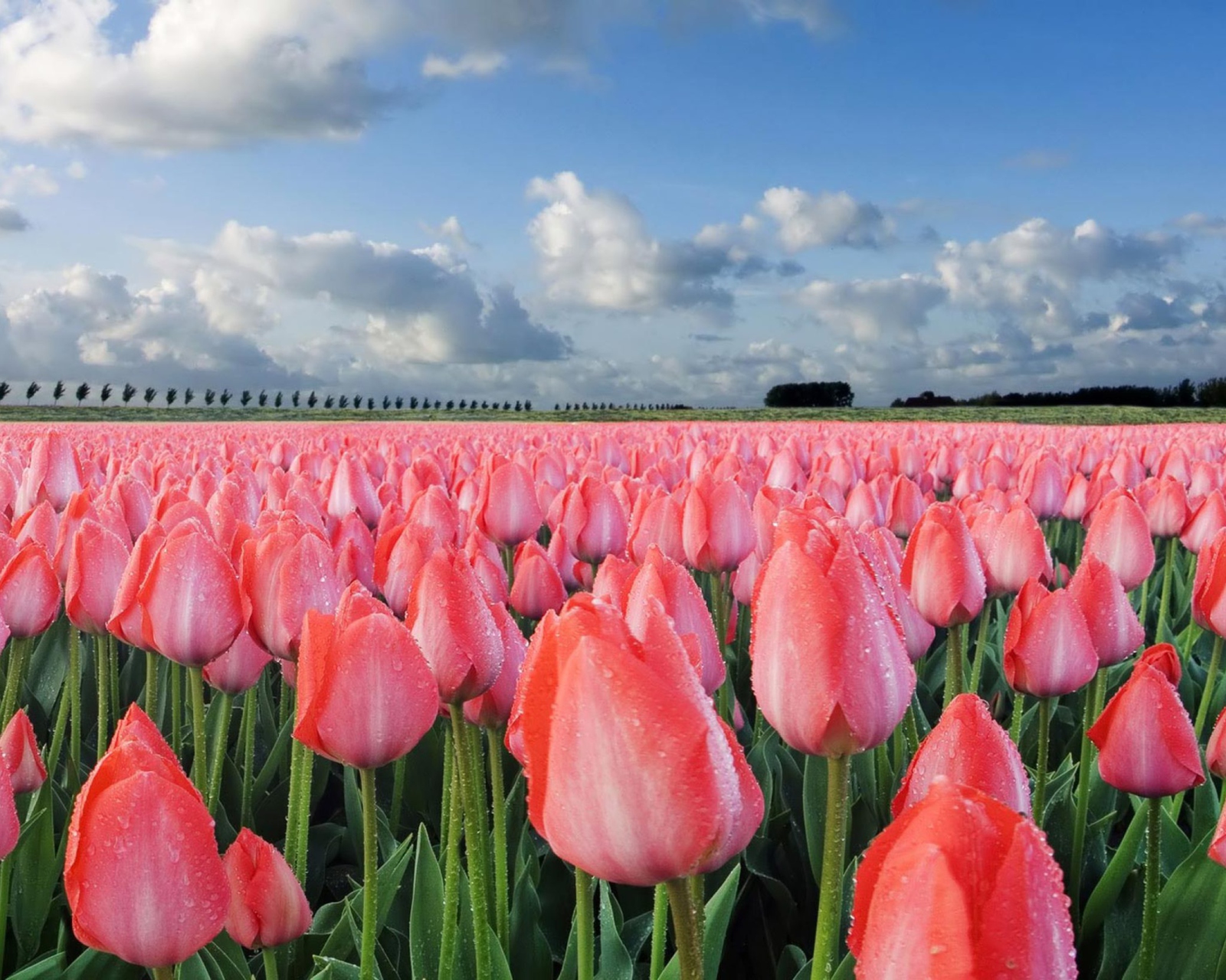 Fondo de pantalla Field Of Tulips 1600x1280