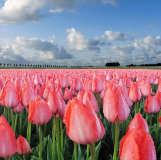 Kostenloses Field Of Tulips Wallpaper für 1024x1024