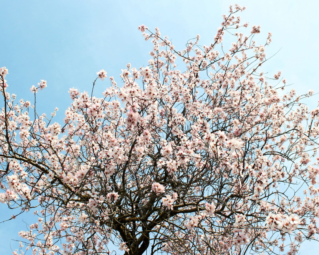 Das Spring Blossom Wallpaper 1280x1024
