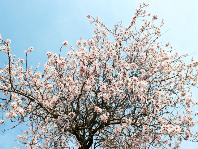 Screenshot №1 pro téma Spring Blossom 640x480