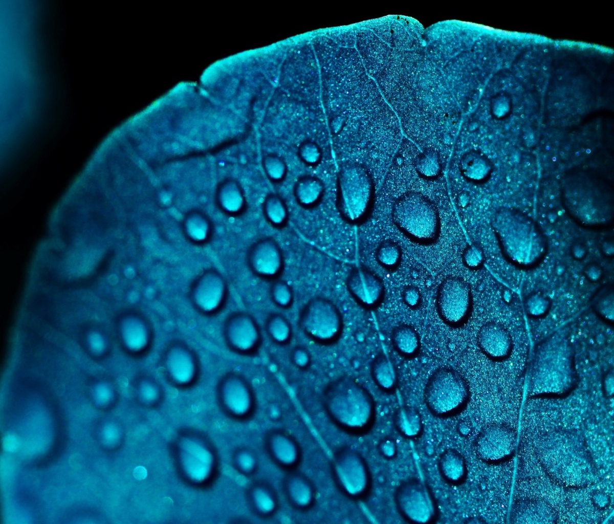 Sfondi Macro Water Drops On Blue Leaf 1200x1024