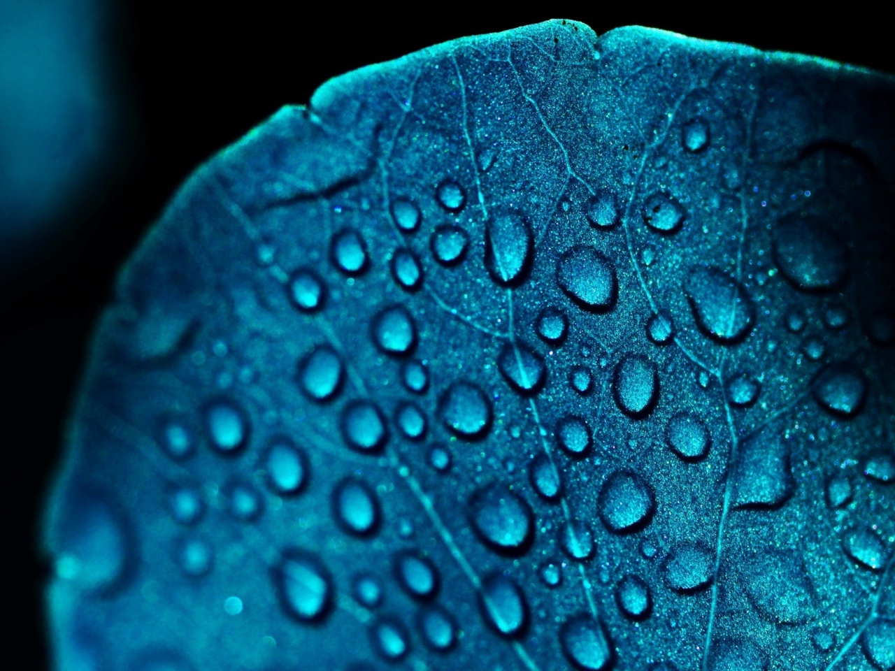 Обои Macro Water Drops On Blue Leaf 1280x960