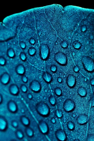 Macro Water Drops On Blue Leaf screenshot #1 320x480