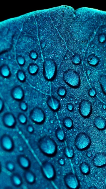 Fondo de pantalla Macro Water Drops On Blue Leaf 360x640